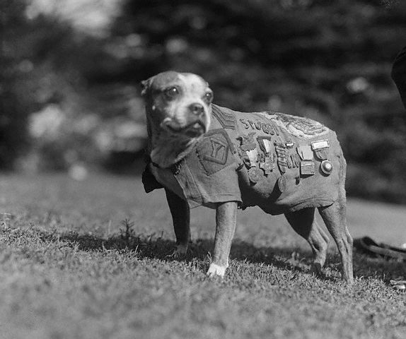 sgt-stubby.jpg